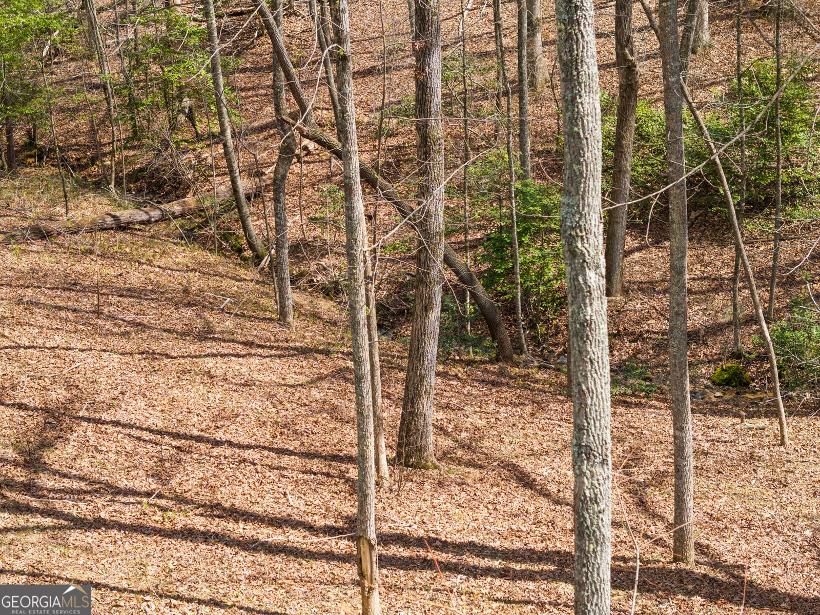 161 Arbor Way Blue Ridge - Photo 6