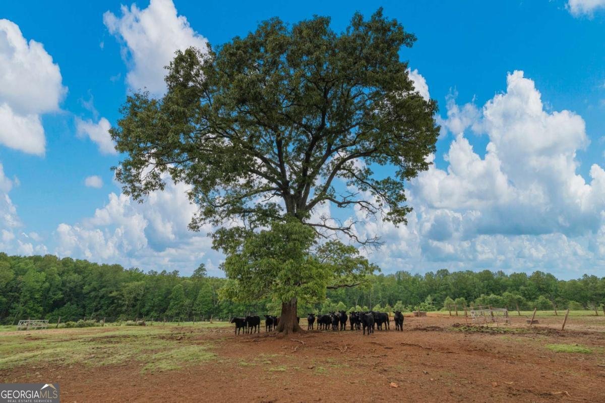 1540 Flint Hill Highway Shiloh - Photo 67