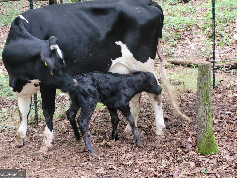 447 Grandview Road Mansfield - Photo 65