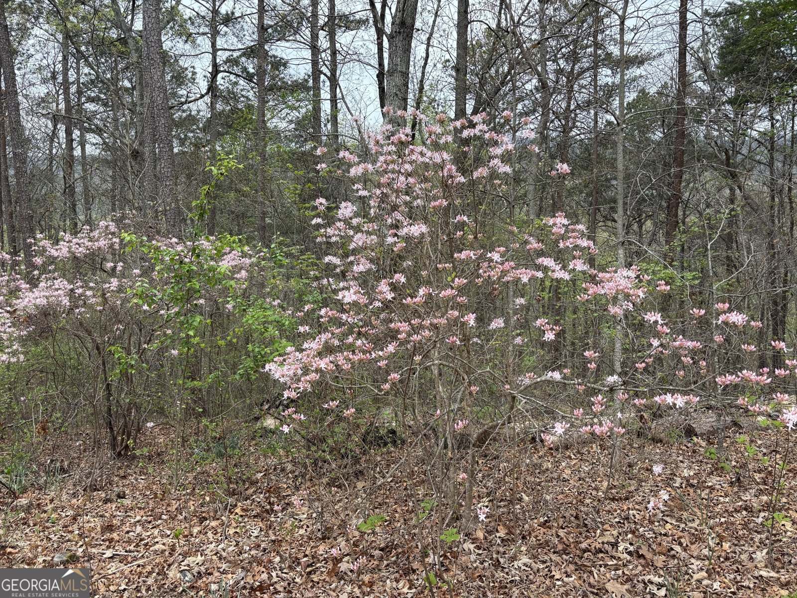 2246 Neal Gap Road Summerville - Photo 31
