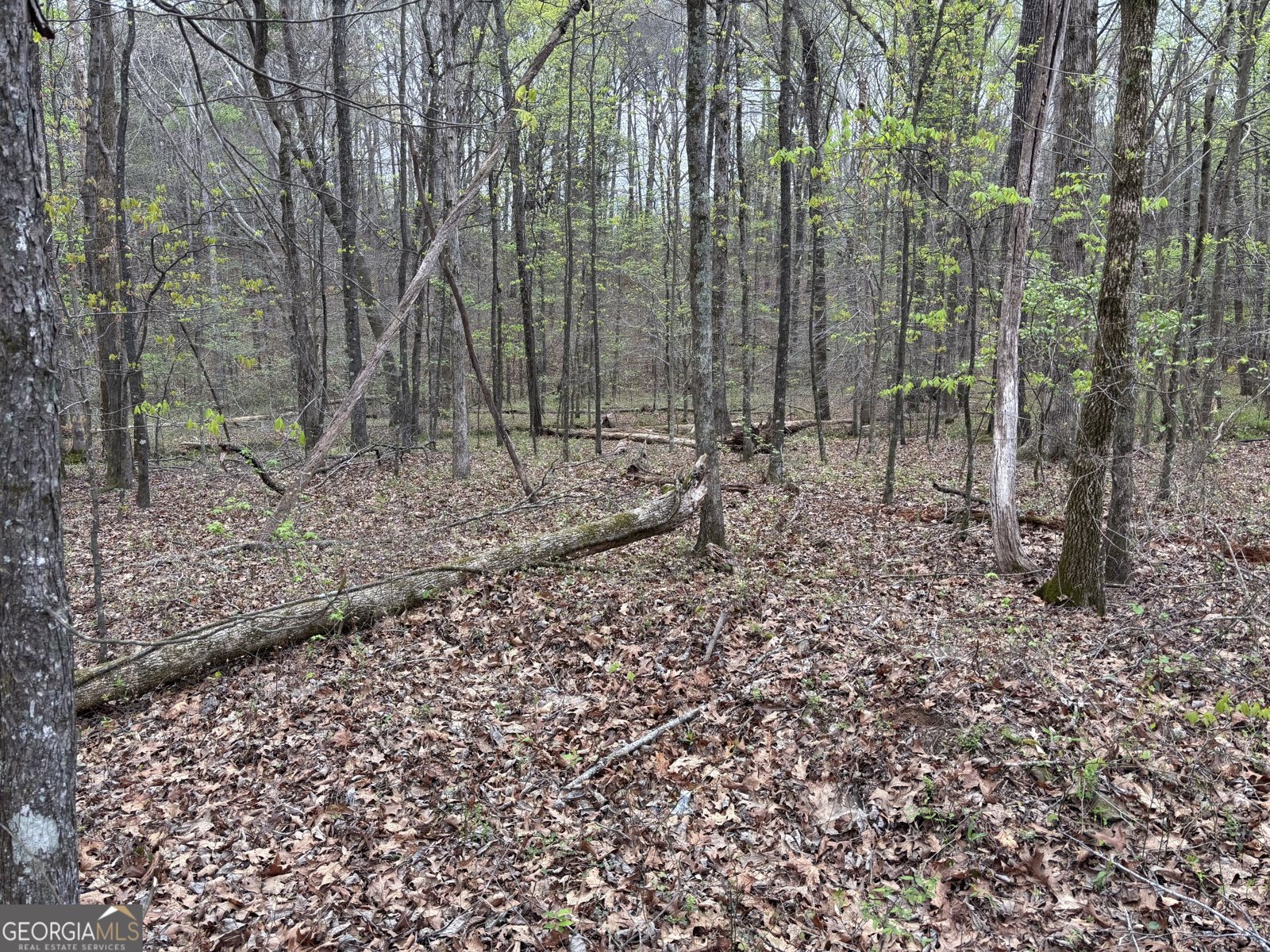 2246 Neal Gap Road Summerville - Photo 38