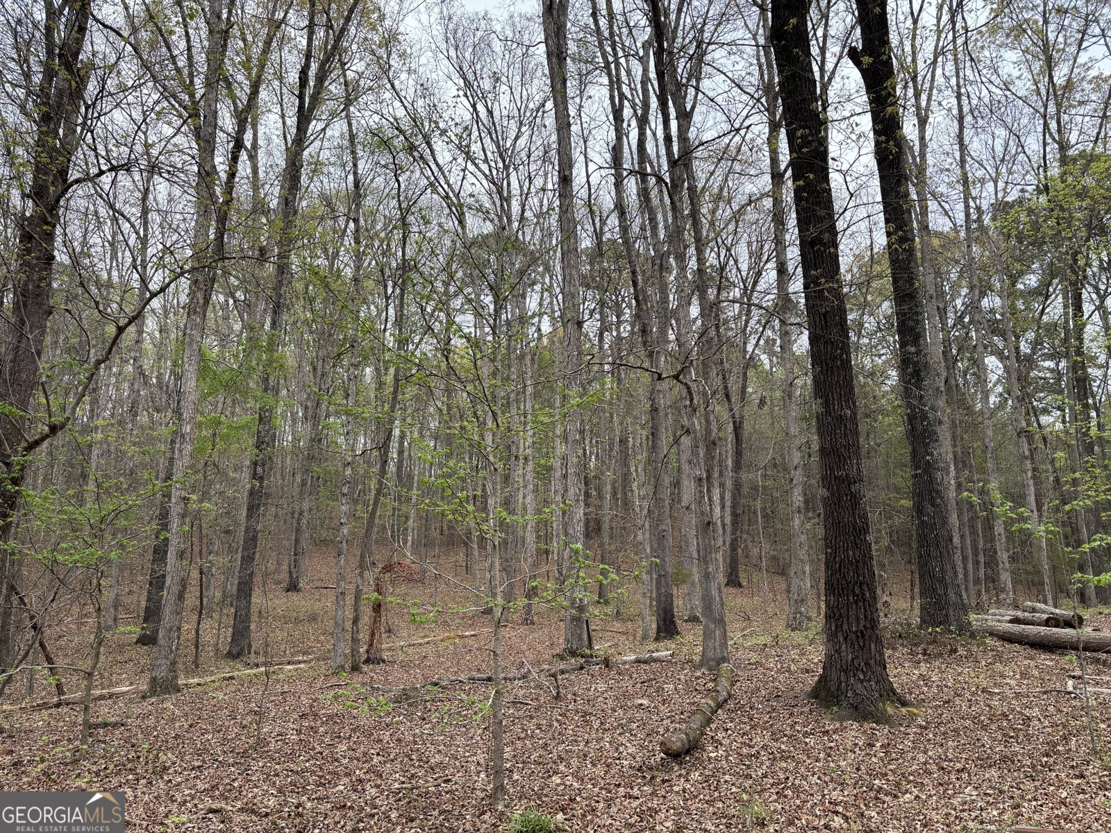 2246 Neal Gap Road Summerville - Photo 9