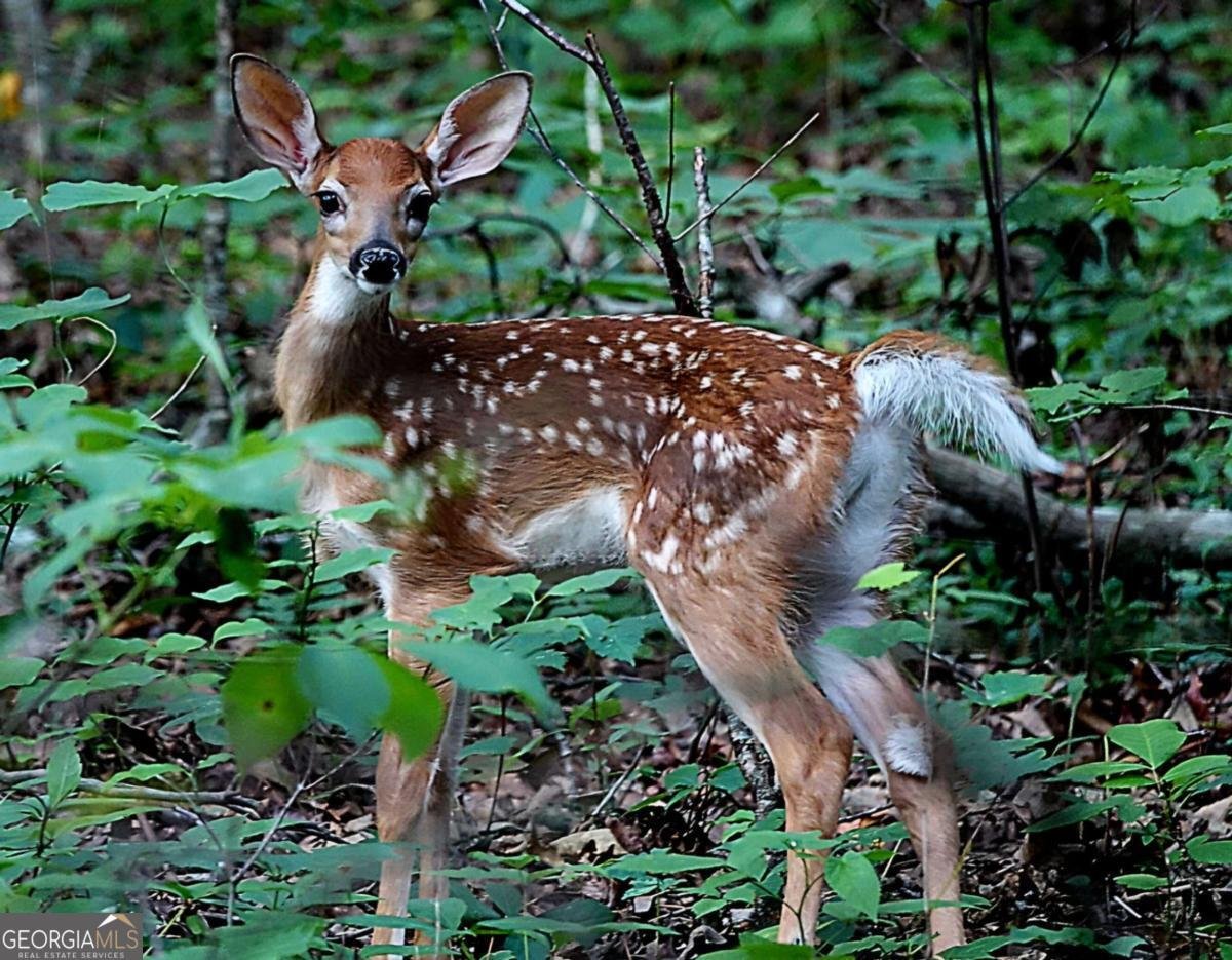 403 Stringer Road Canton - Photo 31