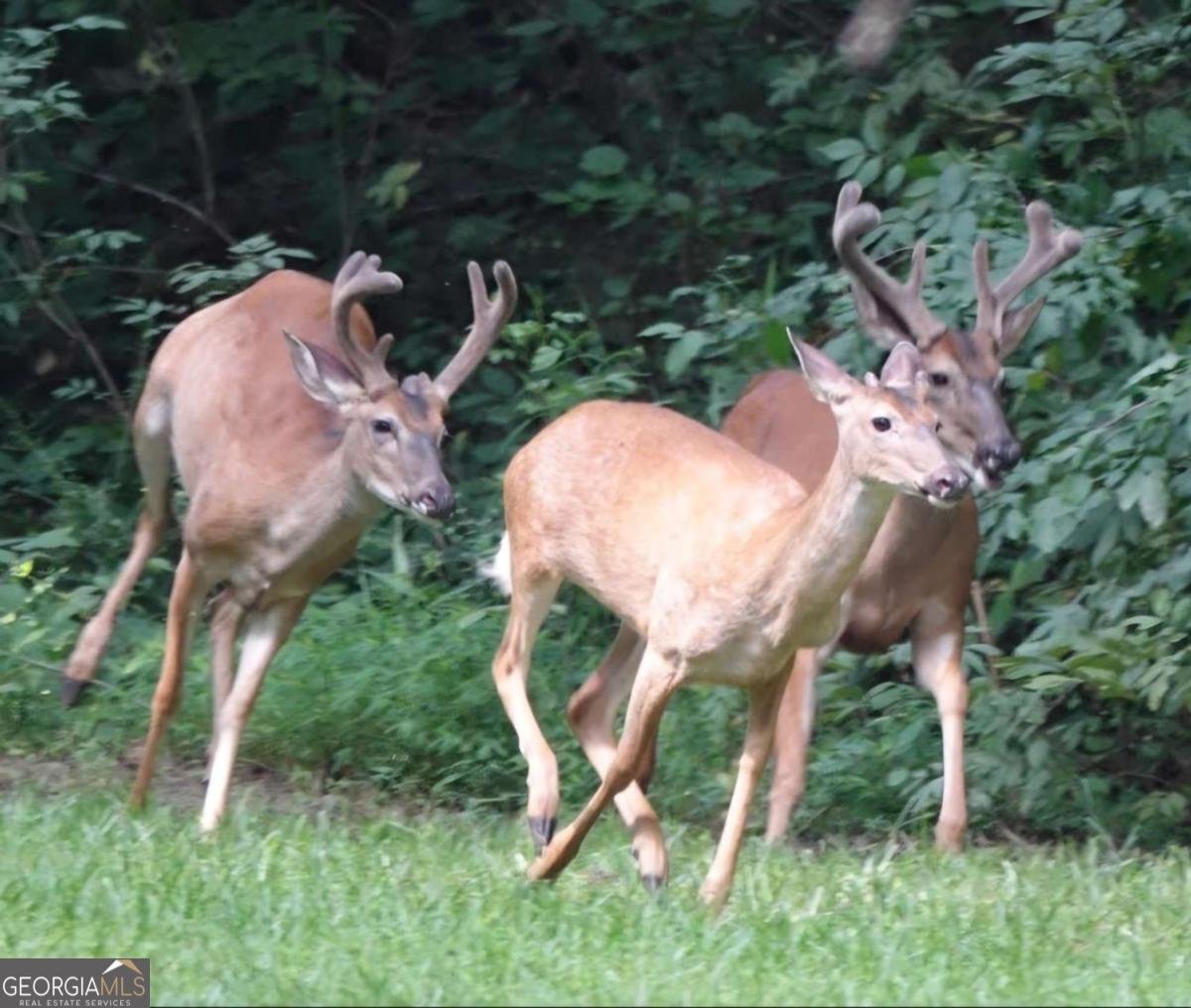 403 Stringer Road Canton - Photo 33