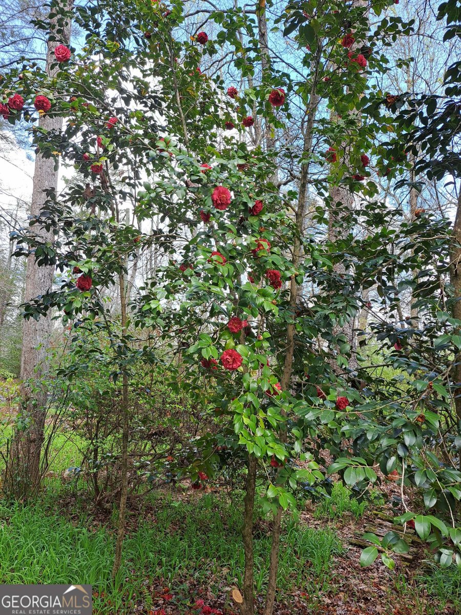 220 Evans Lane Lakemont - Photo 63