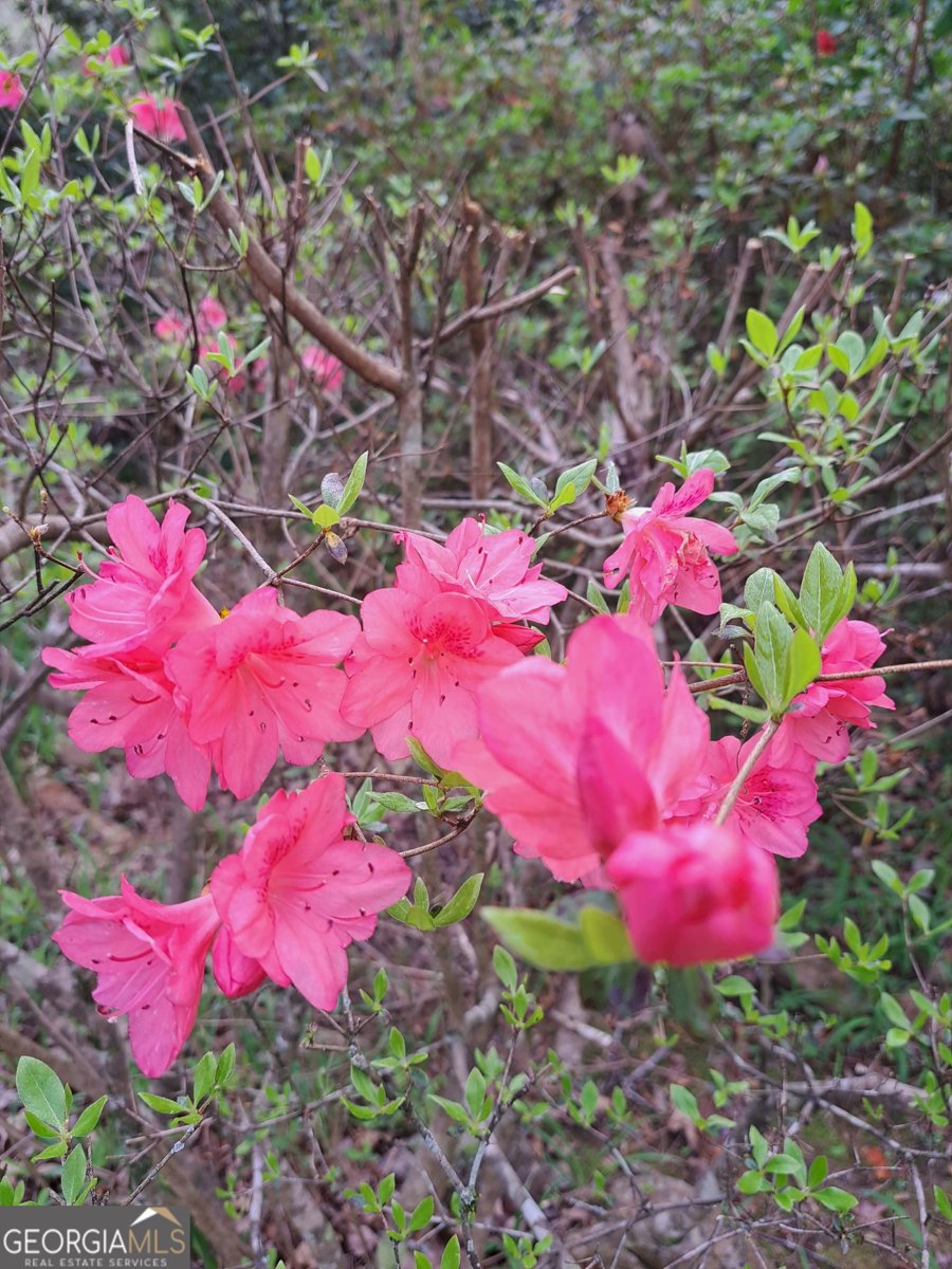 220 Evans Lane Lakemont - Photo 65