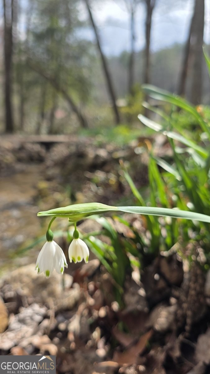 220 Evans Lane Lakemont - Photo 76