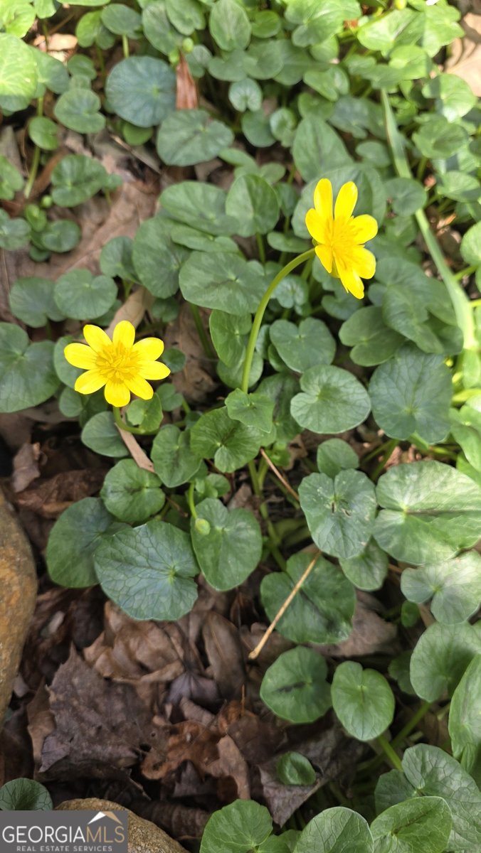 220 Evans Lane Lakemont - Photo 82