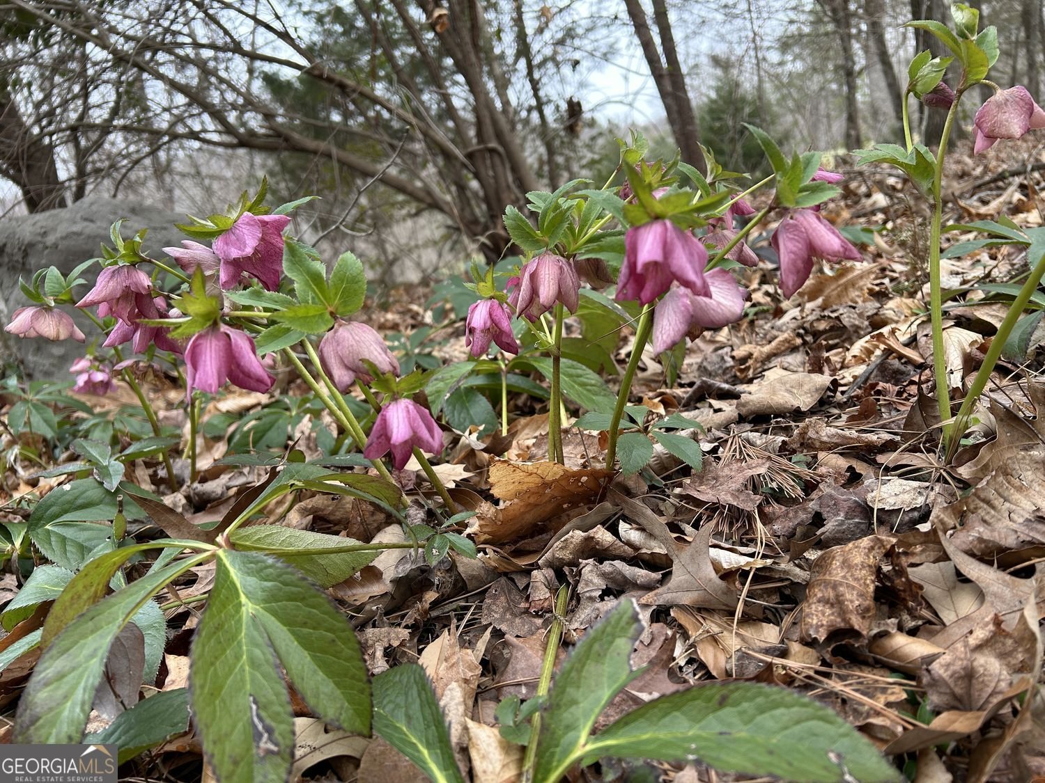 353 Riverwood Road Lula - Photo 76