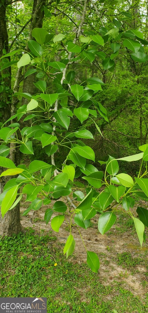 384 Enon Grove Road Franklin - Photo 91