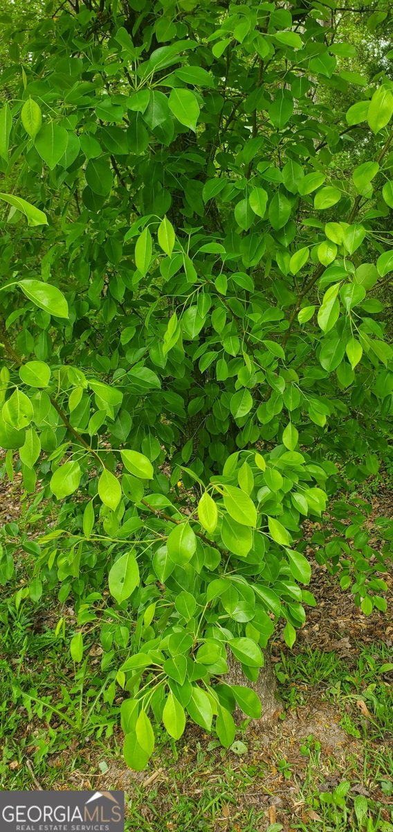 384 Enon Grove Road Franklin - Photo 92