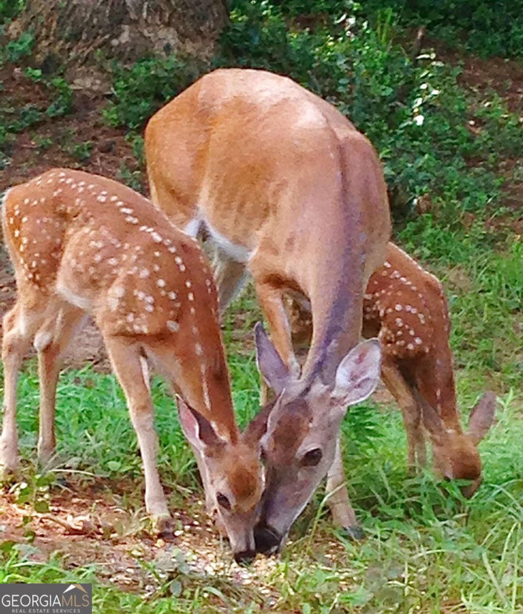 1265 Northshore Drive Roswell - Photo 61