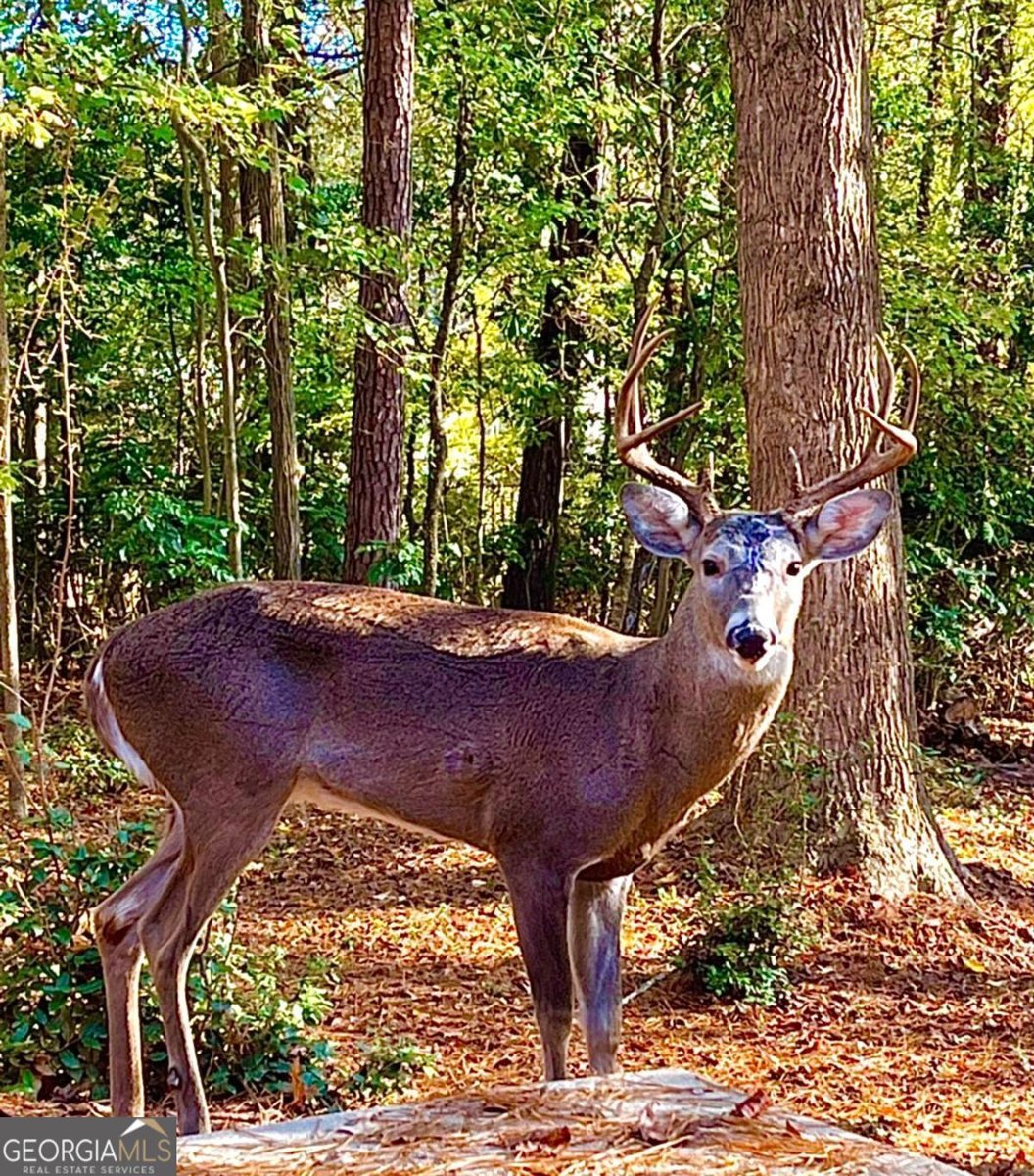 1265 Northshore Drive Roswell - Photo 64
