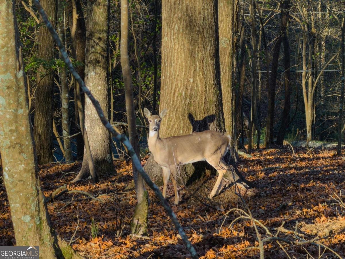 253 Zenith Trail Ellijay - Photo 36