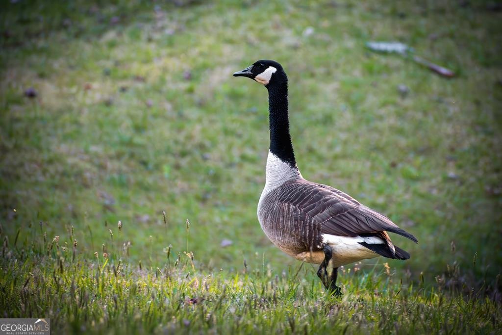 2669 Weaver Creek Road Blue Ridge - Photo 72