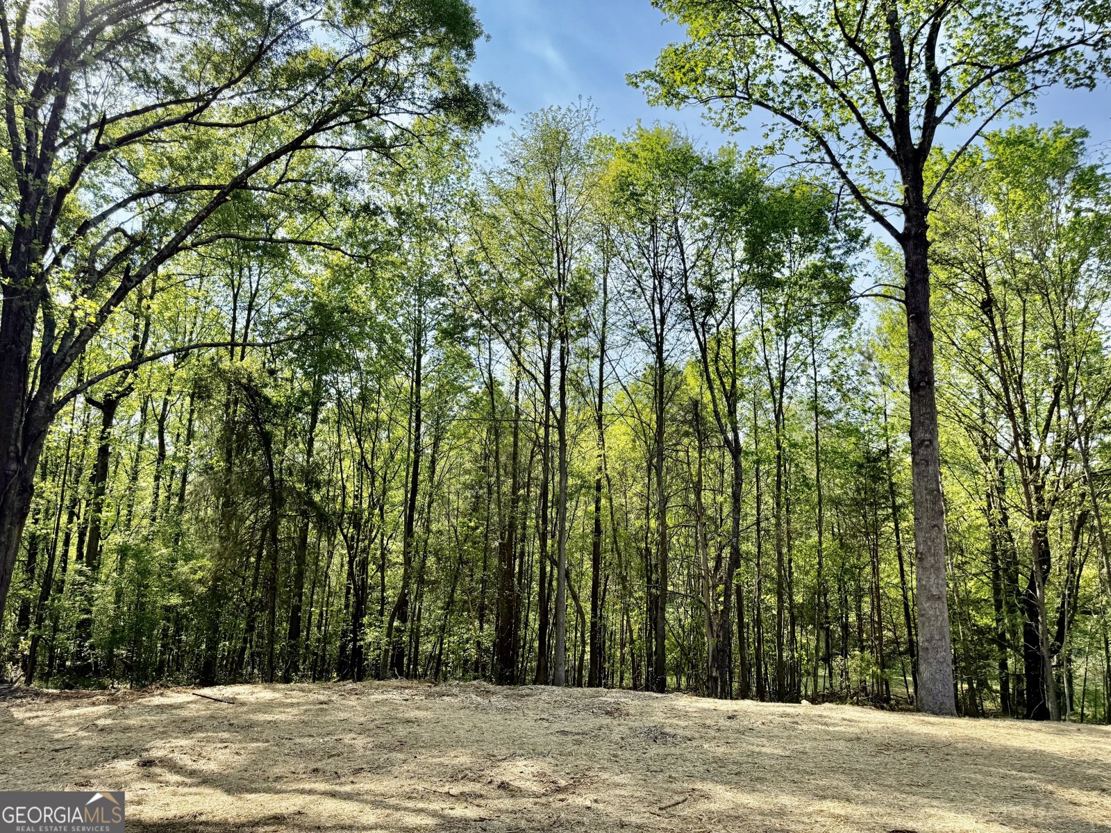 921 Silver Dollar Road Maysville - Photo 23