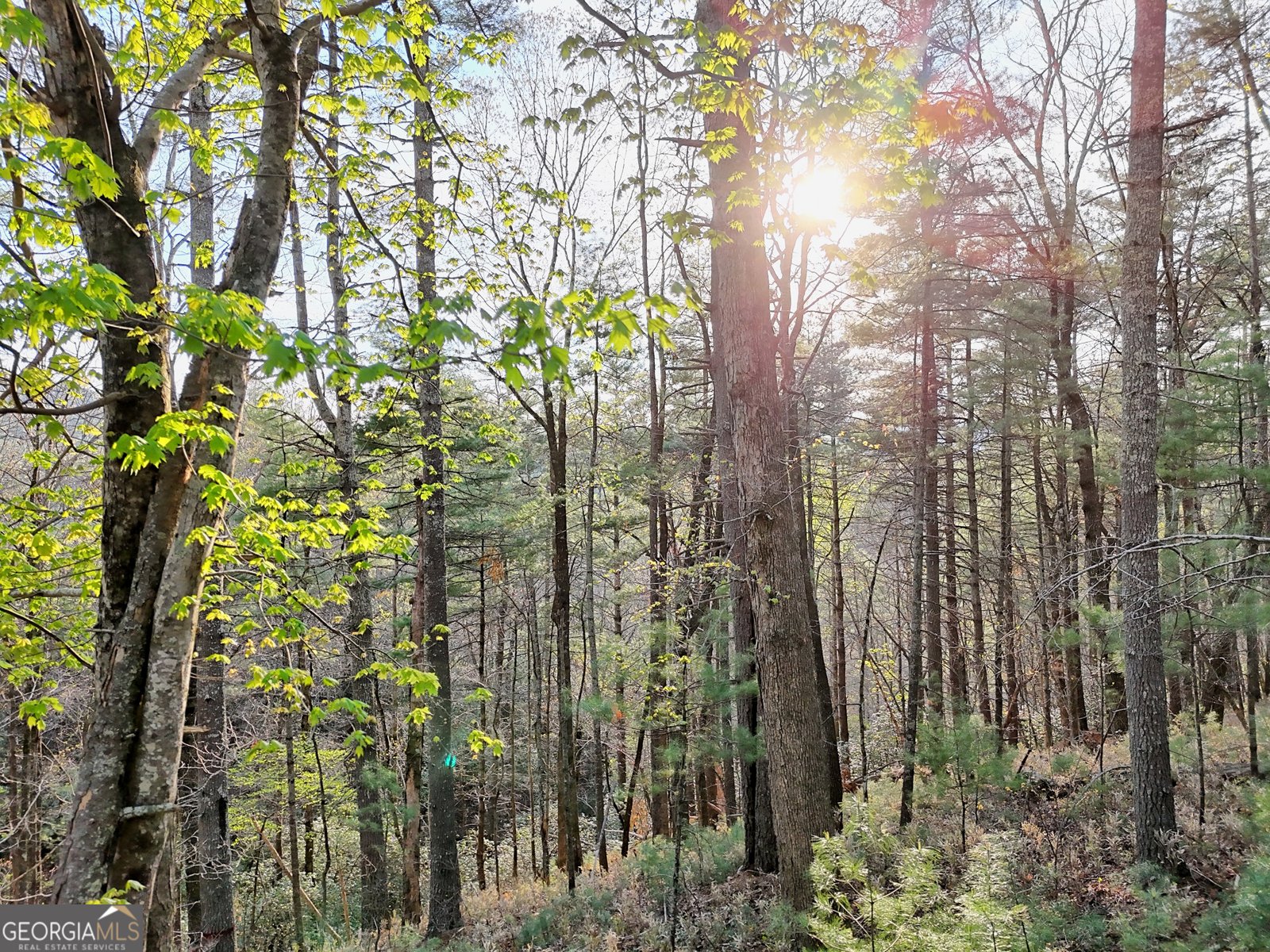 604 Tame Turkey Road Lakemont - Photo 52