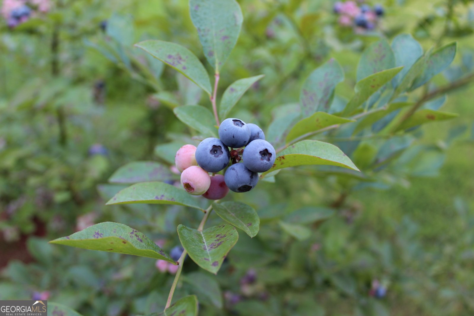 43 Clearview Drive Cartersville - Photo 40