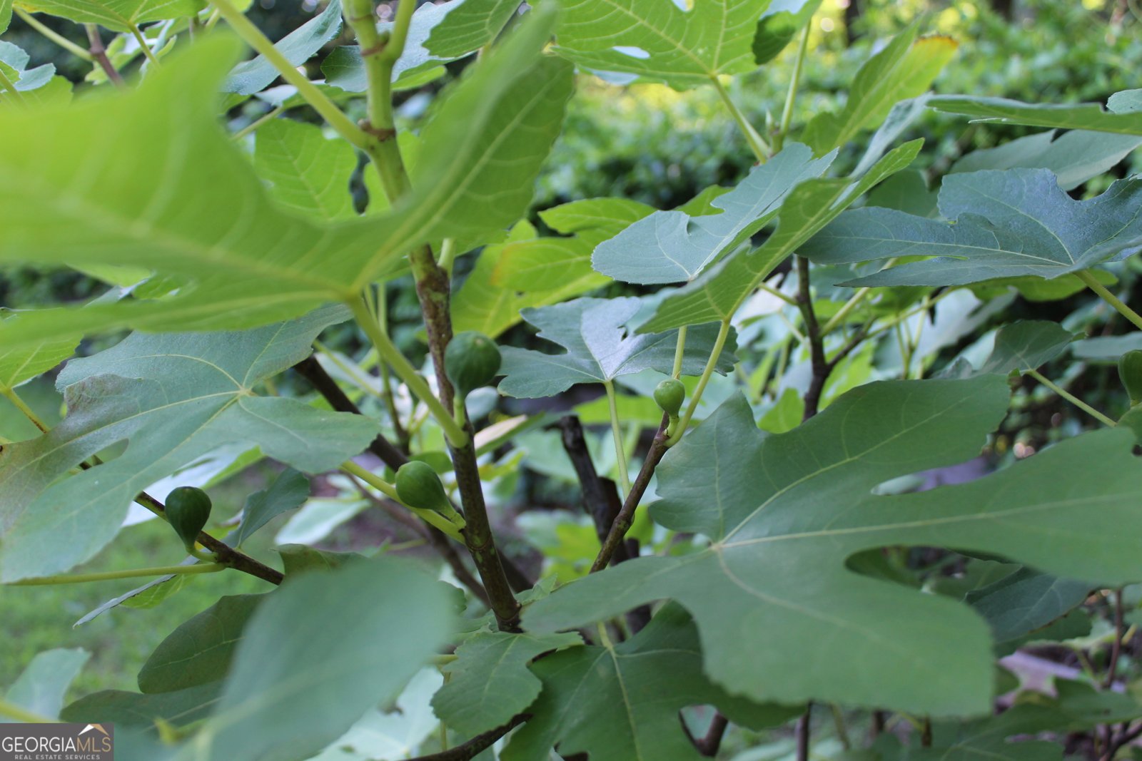 43 Clearview Drive Cartersville - Photo 41