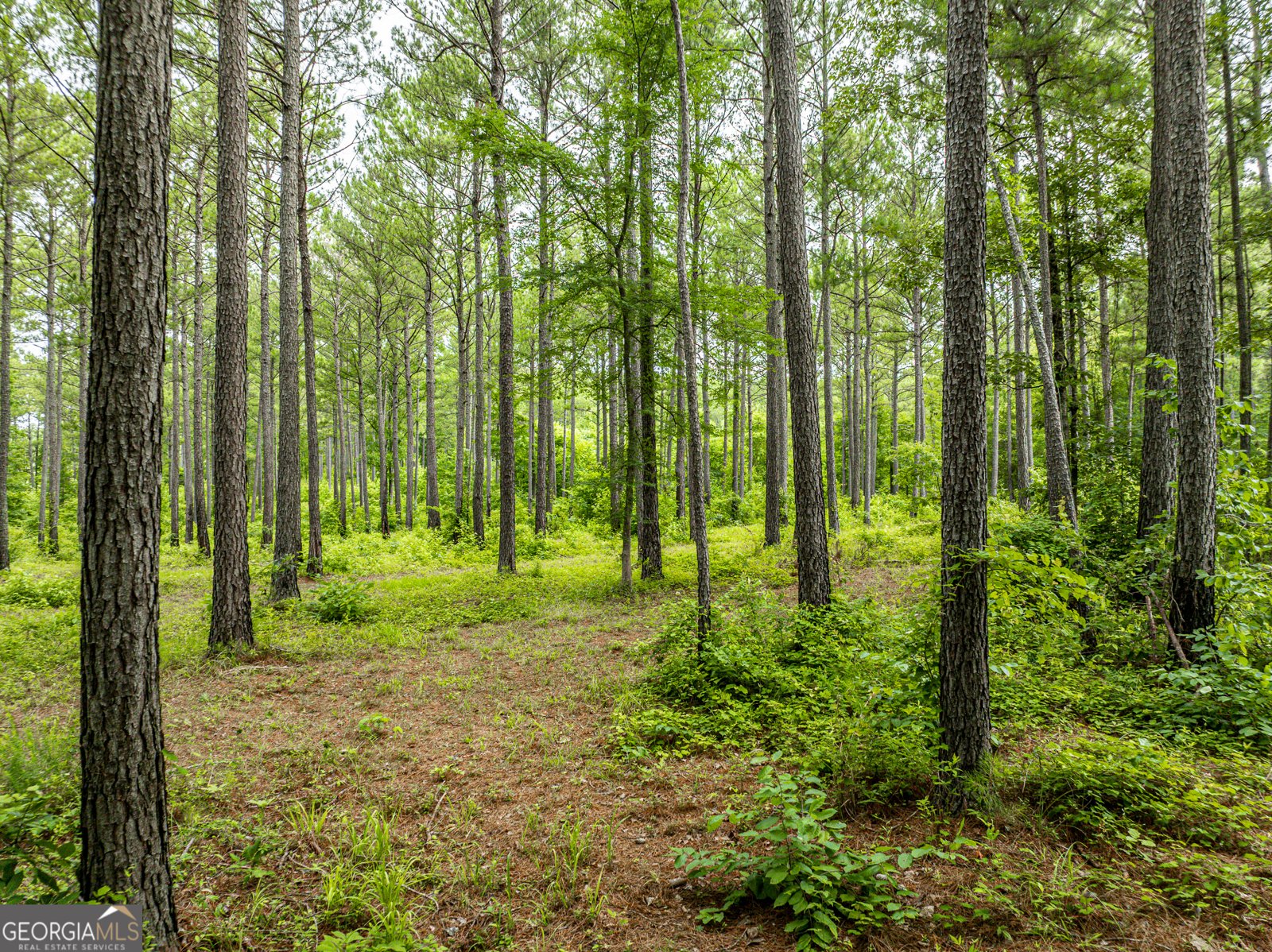 3385 Ga Highway 83 Monticello - Photo 54