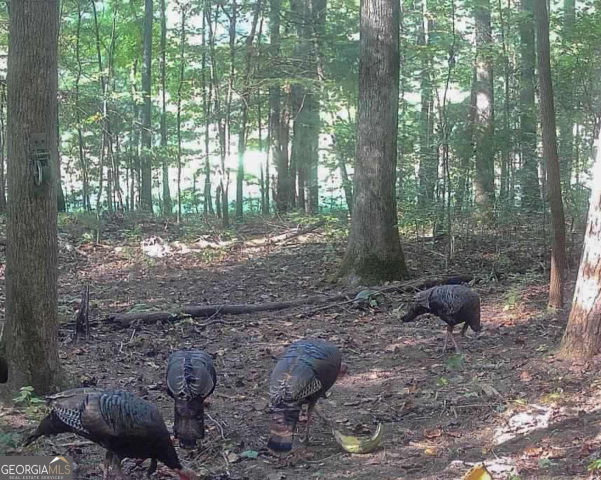 500 Big Sky Trail Dahlonega - Photo 47