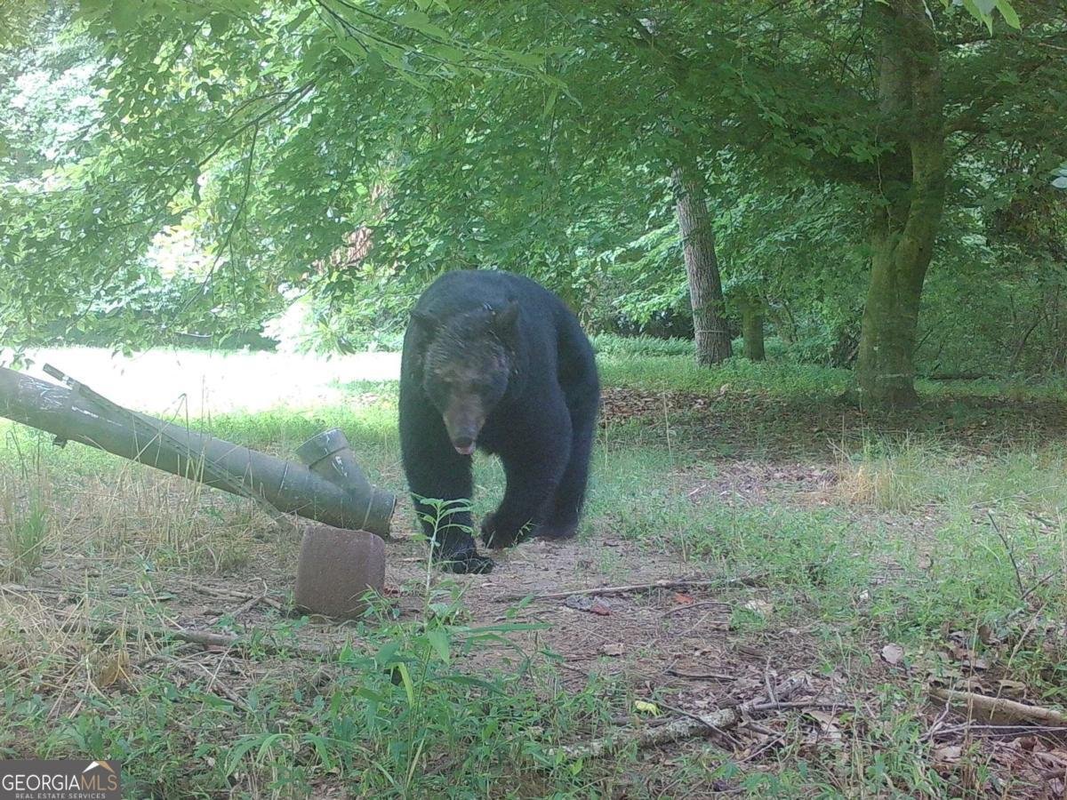 500 Big Sky Trail Dahlonega - Photo 57