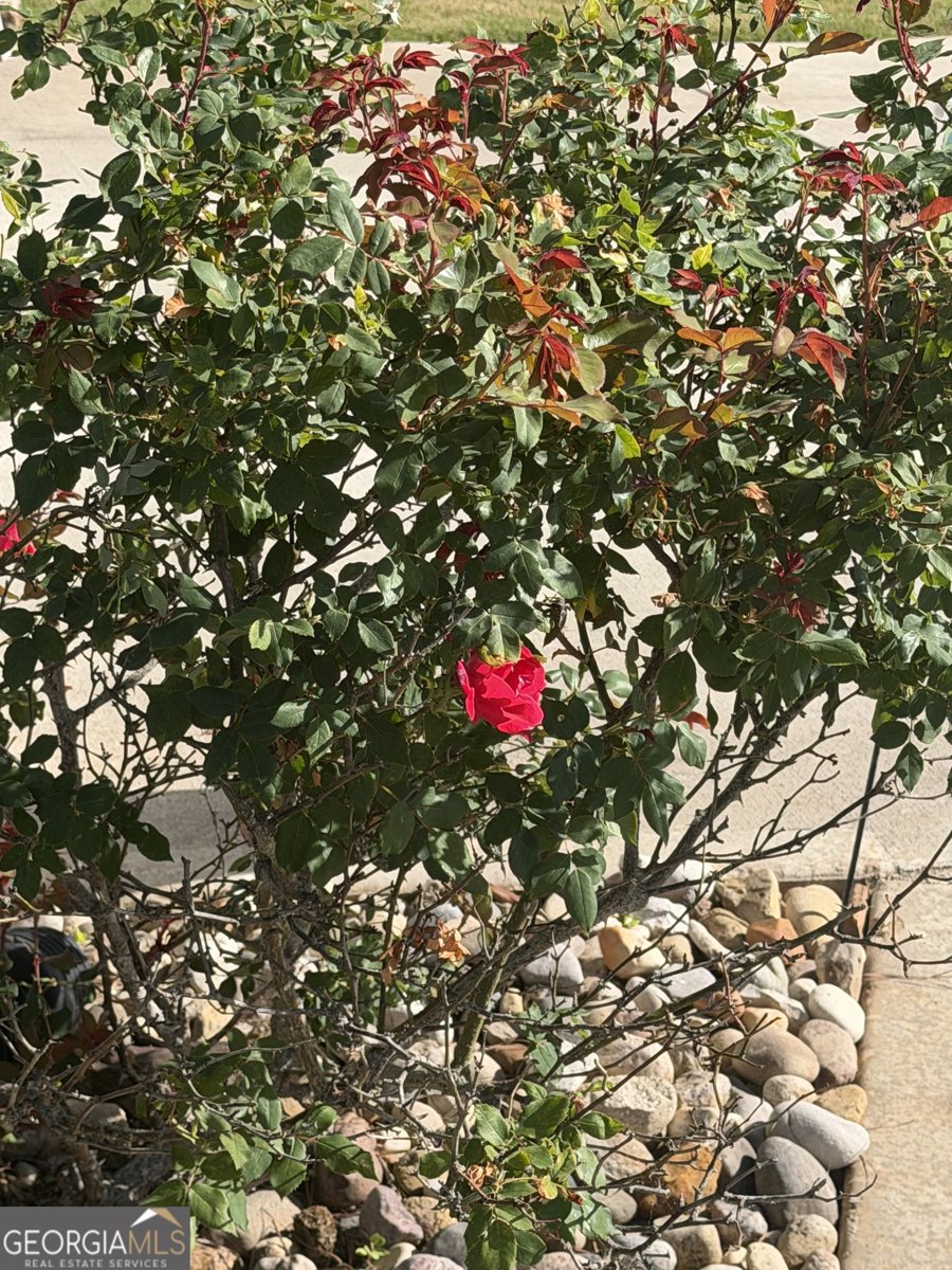 233 Springdale Estates Drive Senoia - Photo 60