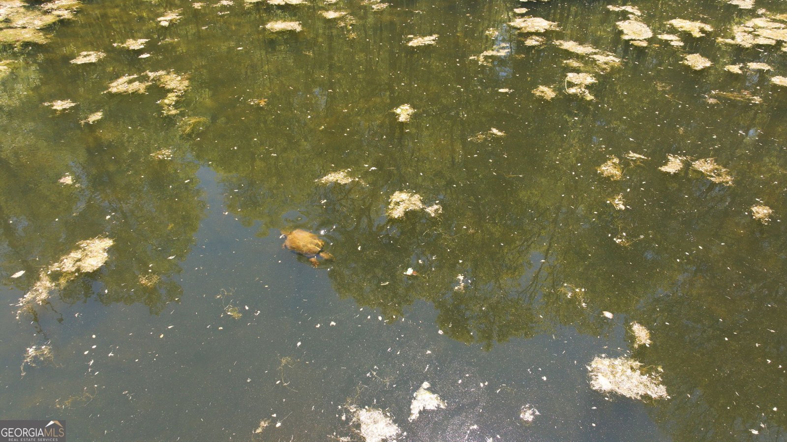 3617 Pea Ridge Road Cornelia - Photo 88