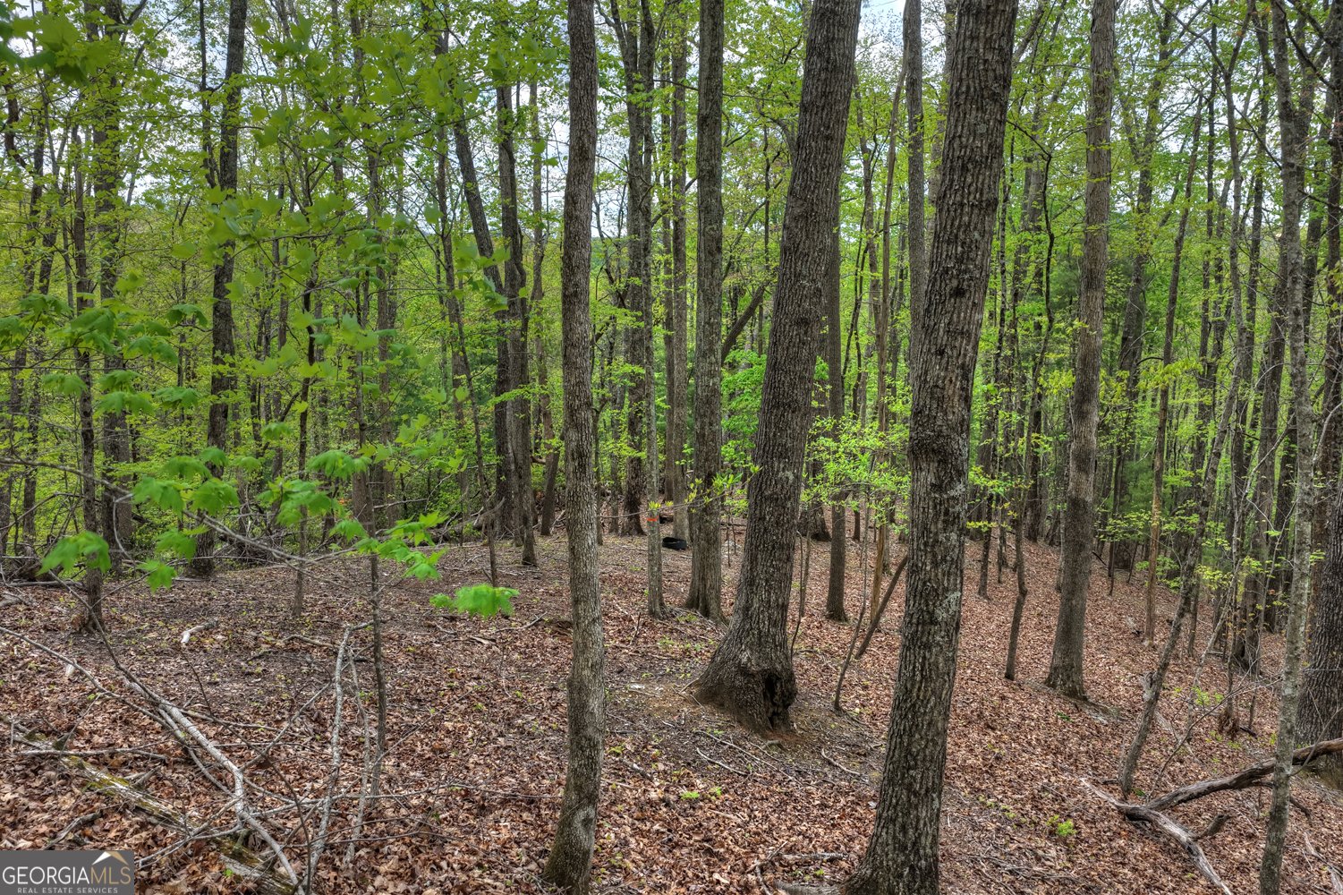 660 Ripshin Mountain Road Blue Ridge - Photo 33