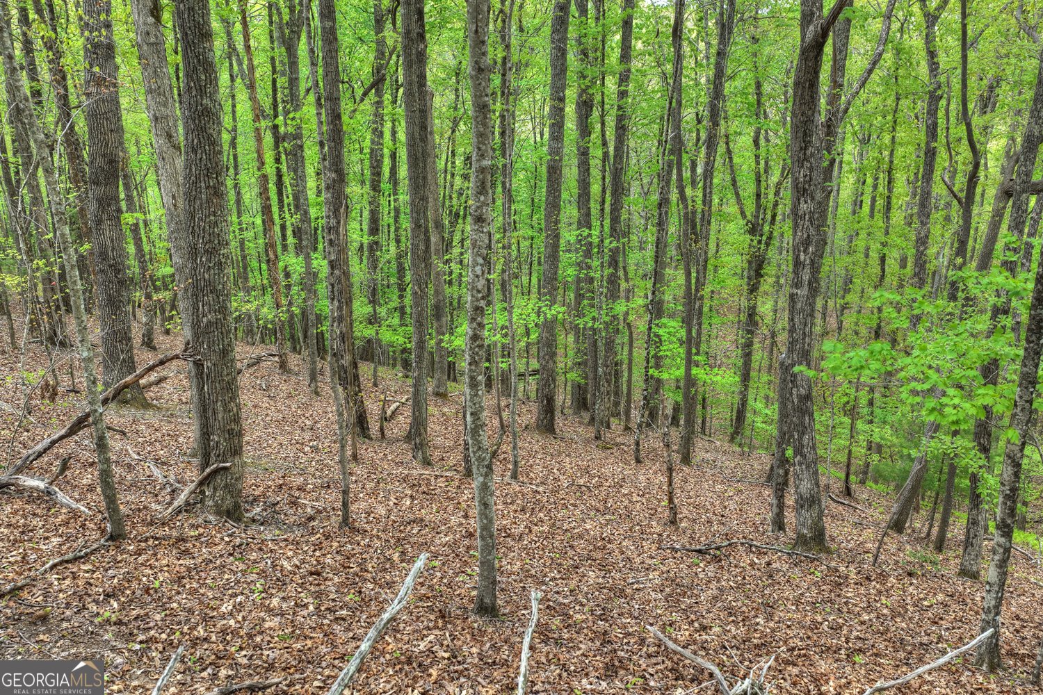 660 Ripshin Mountain Road Blue Ridge - Photo 34