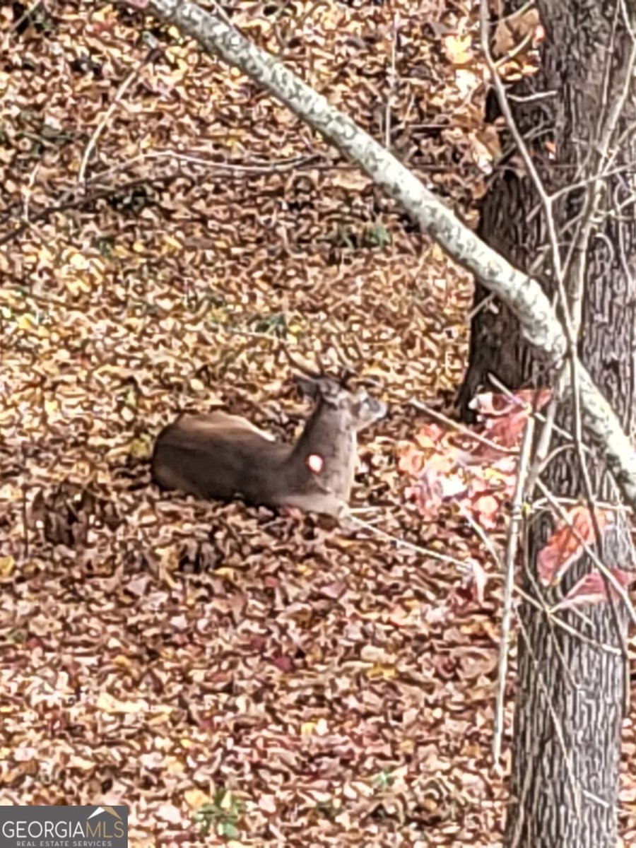 1156 Winborn Trail Kennesaw - Photo 81