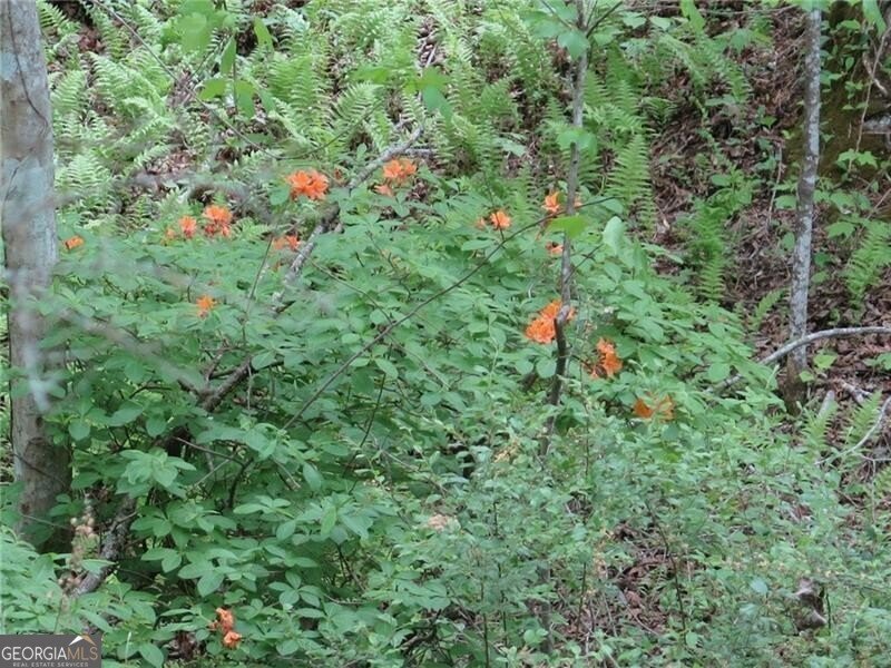 1168 Ben T Huiet Highway Sautee Nacoochee - Photo 7