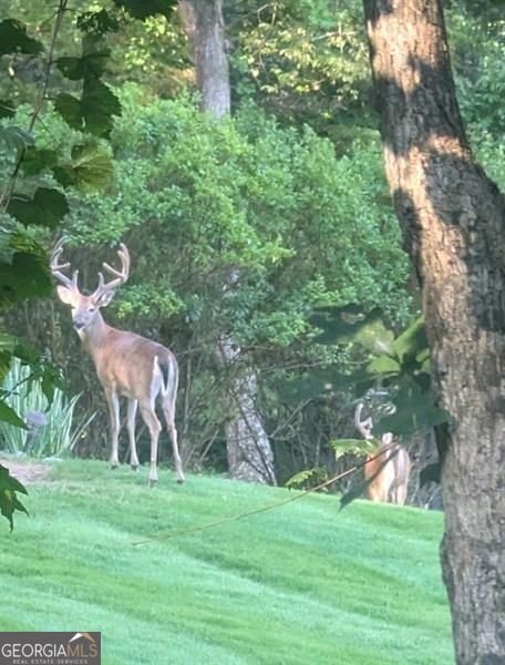 7250 Timber Trail Cumming - Photo 91