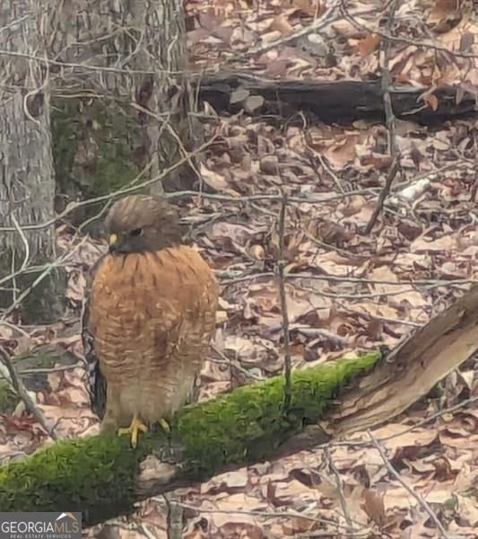 7250 Timber Trail Cumming - Photo 98