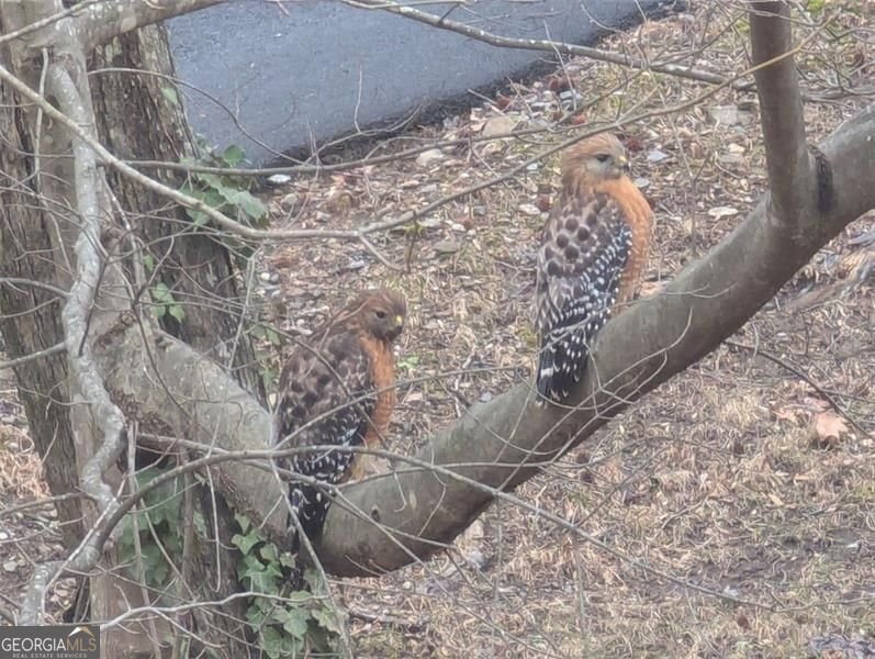 7250 Timber Trail Cumming - Photo 99