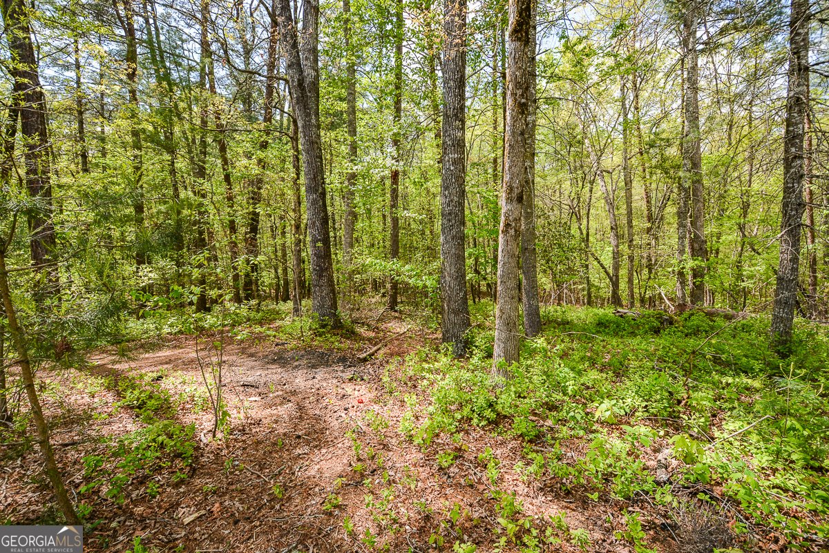 303 Pine Lane Mineral Bluff - Photo 59