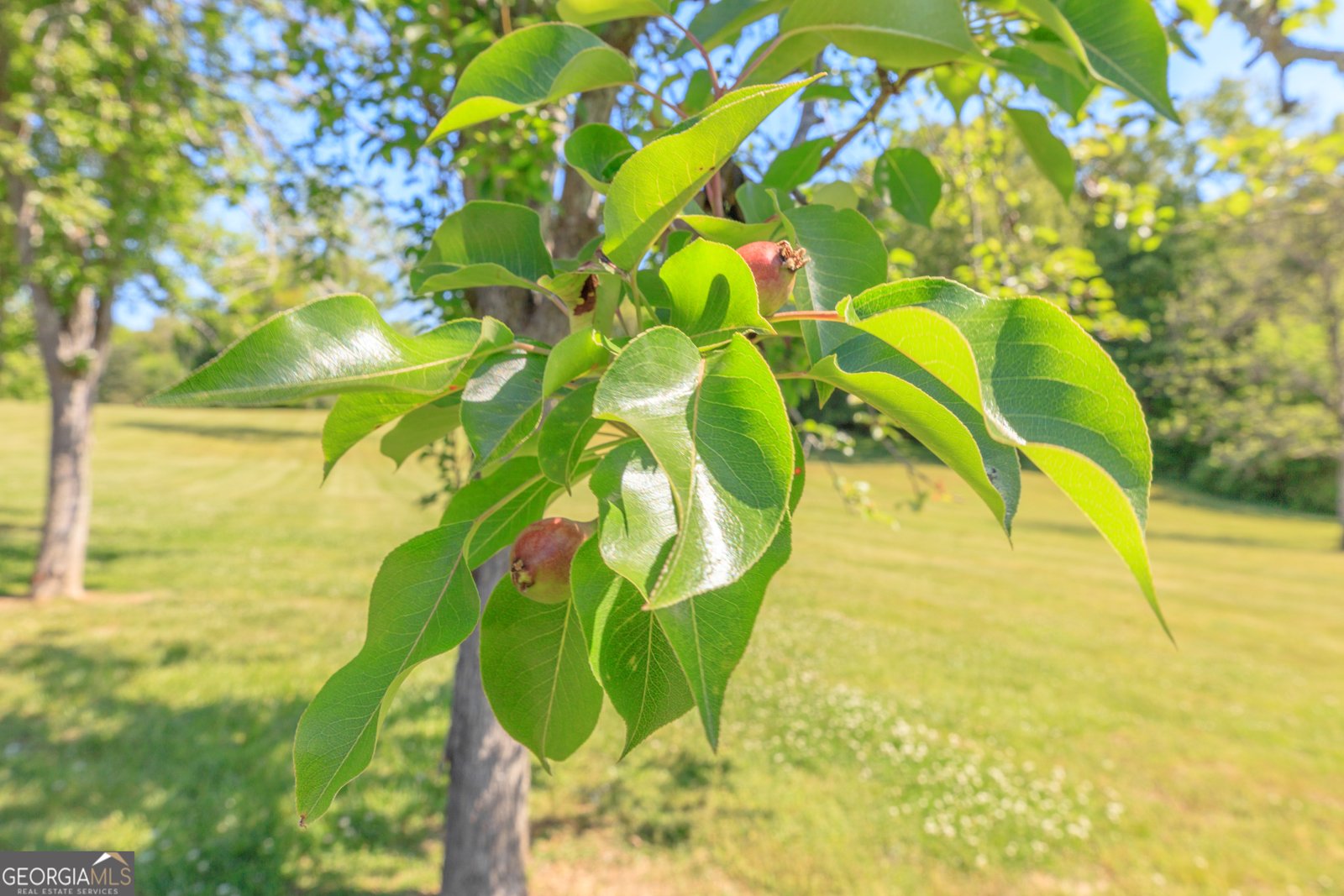 669 Chandler Road Chickamauga - Photo 104