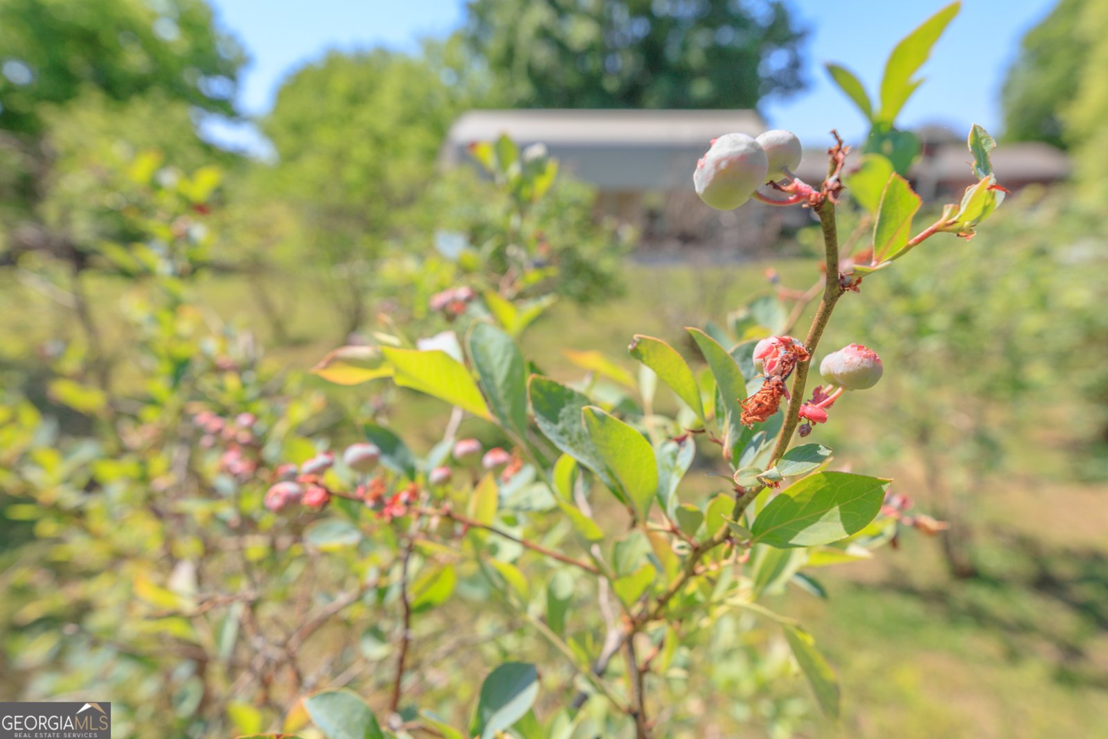 669 Chandler Road Chickamauga - Photo 78