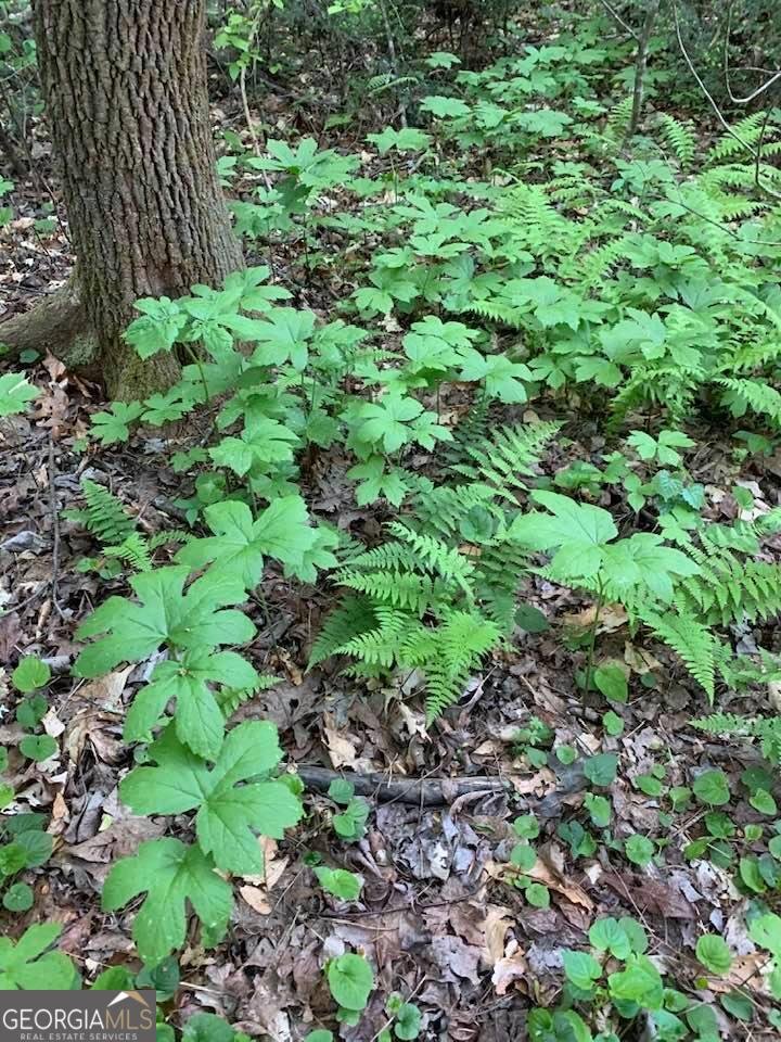 740 Little Rock Creek Road Cherry Log - Photo 90