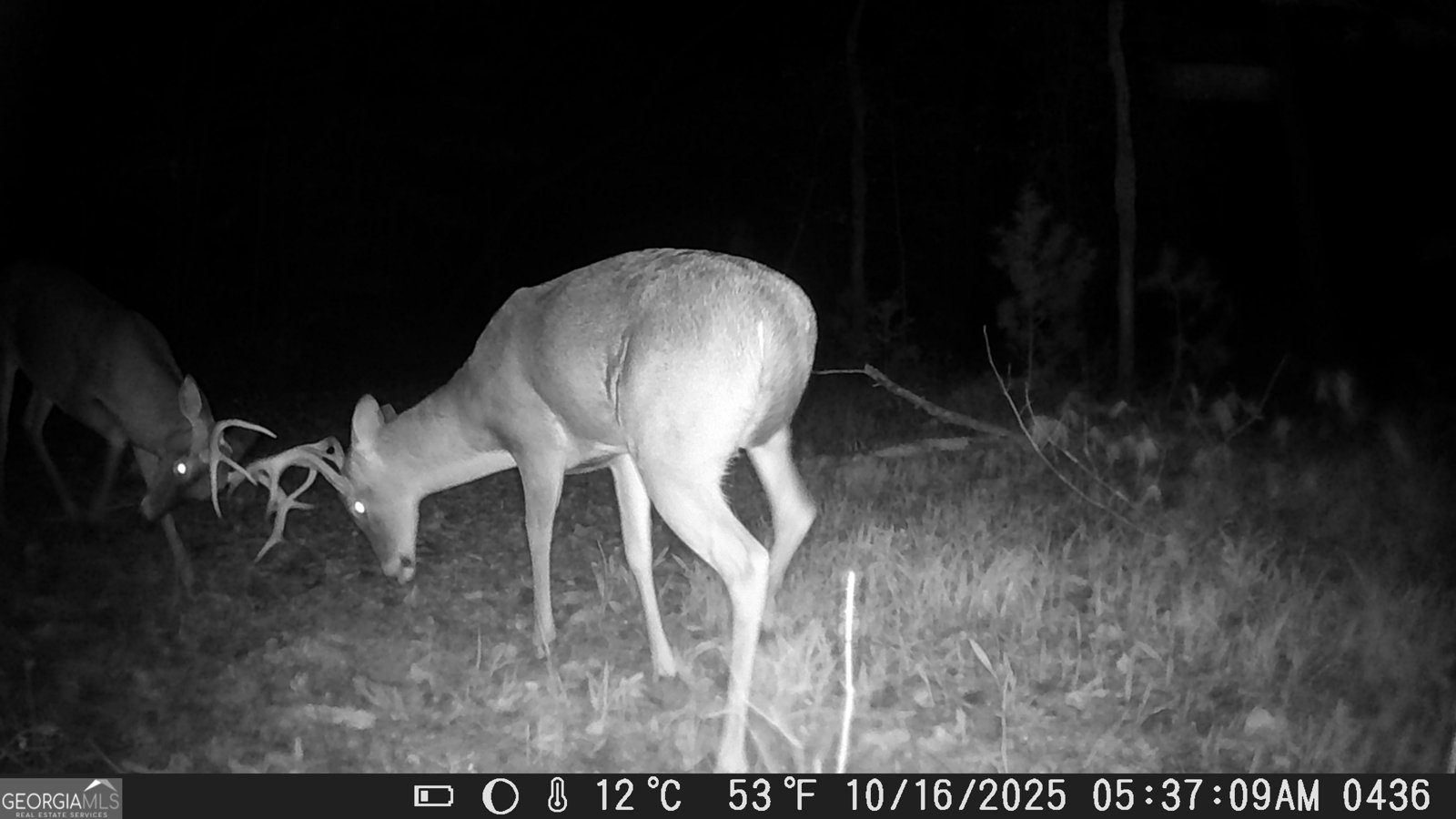 153 January Lane Ellijay - Photo 52