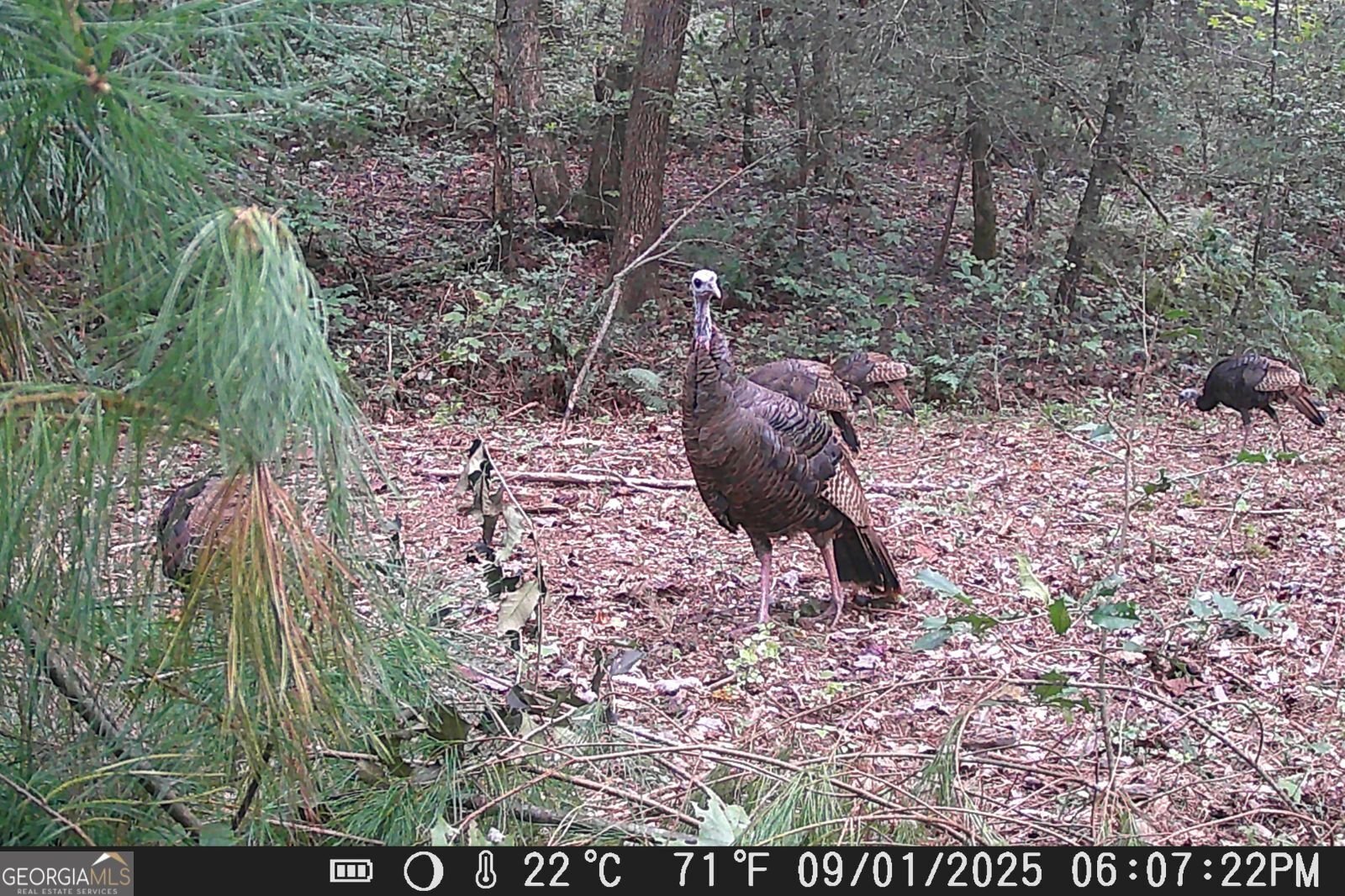 153 January Lane Ellijay - Photo 54