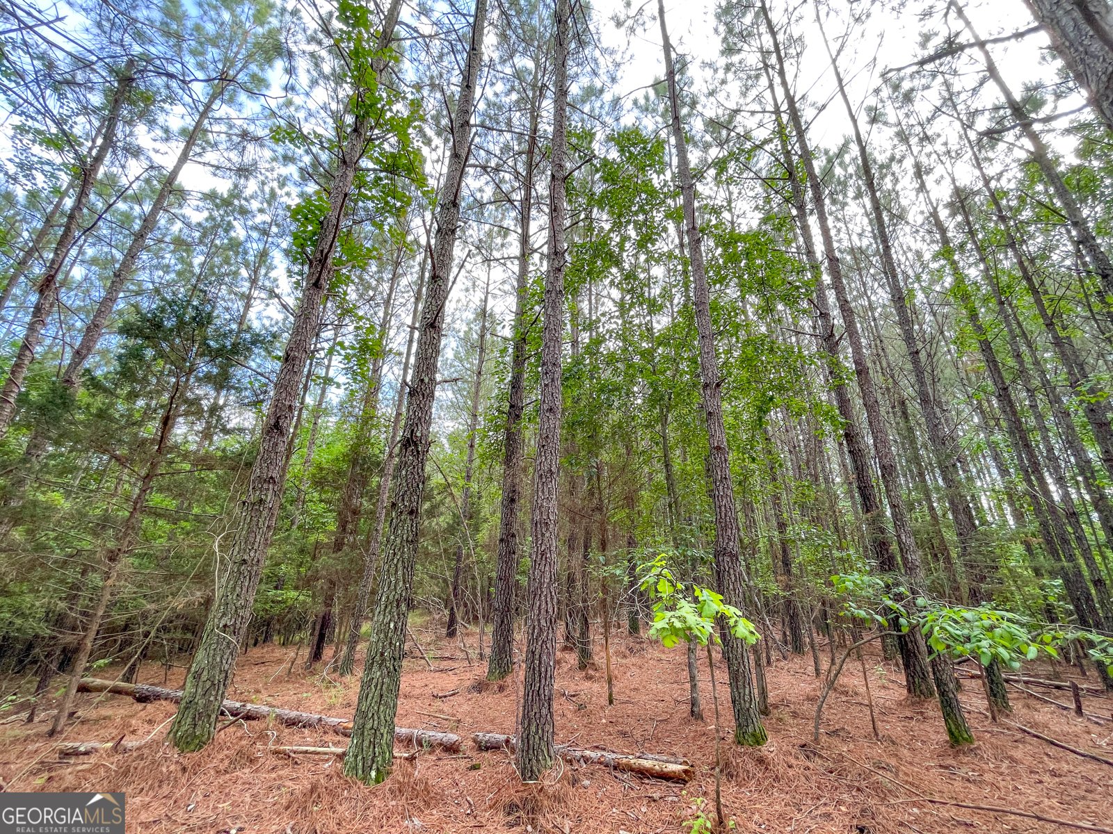 7517 Blacks Bluff  SW Road Cave Spring - Photo 50