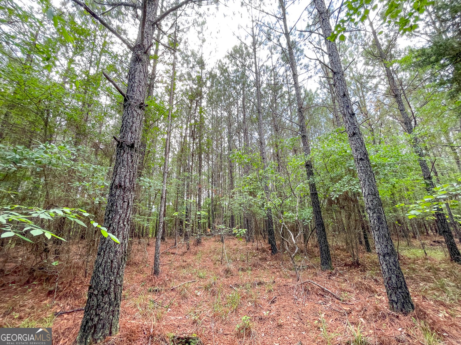 7517 Blacks Bluff  SW Road Cave Spring - Photo 54