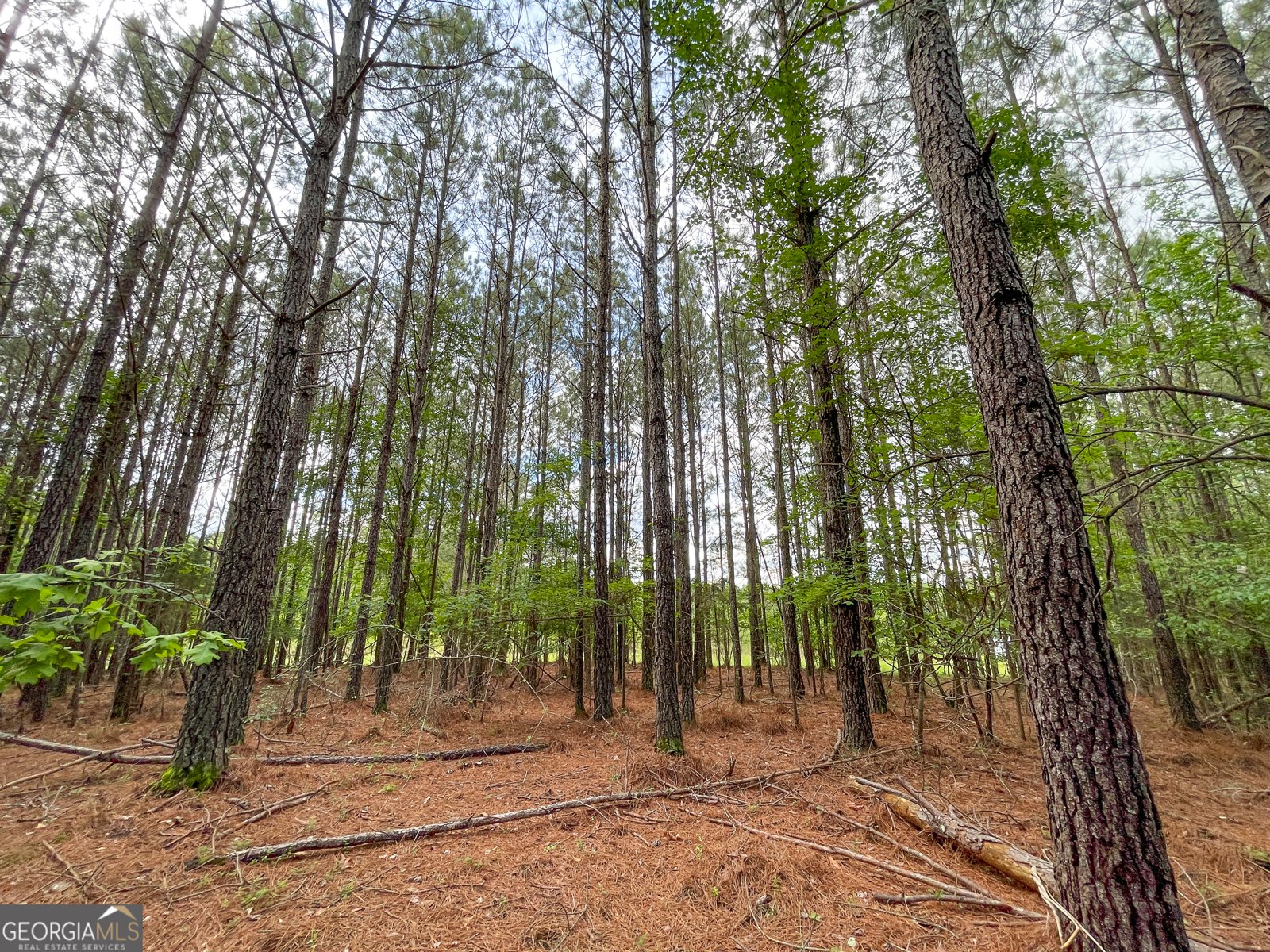 7517 Blacks Bluff  SW Road Cave Spring - Photo 7