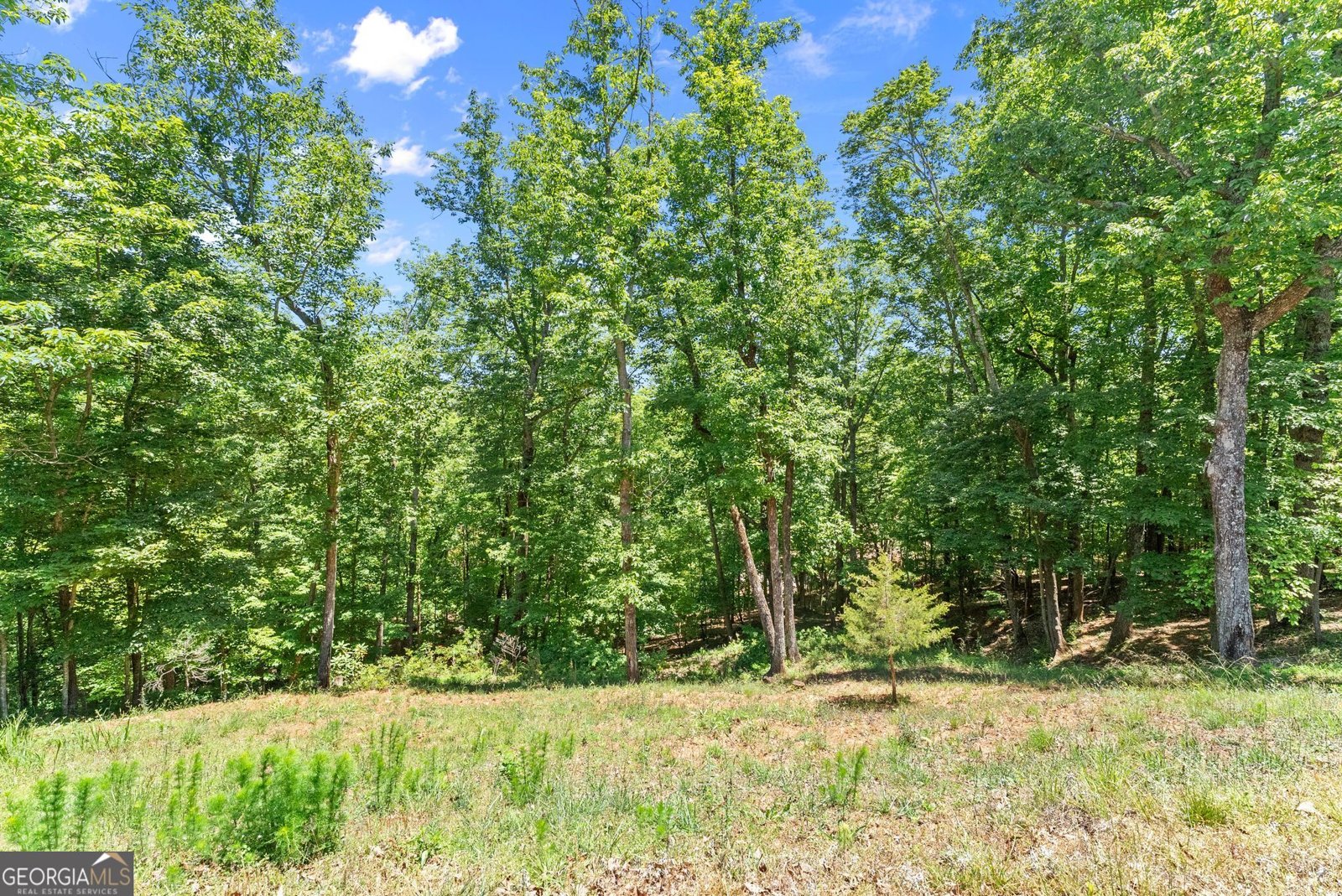 771 Calhoun Road Dahlonega - Photo 48
