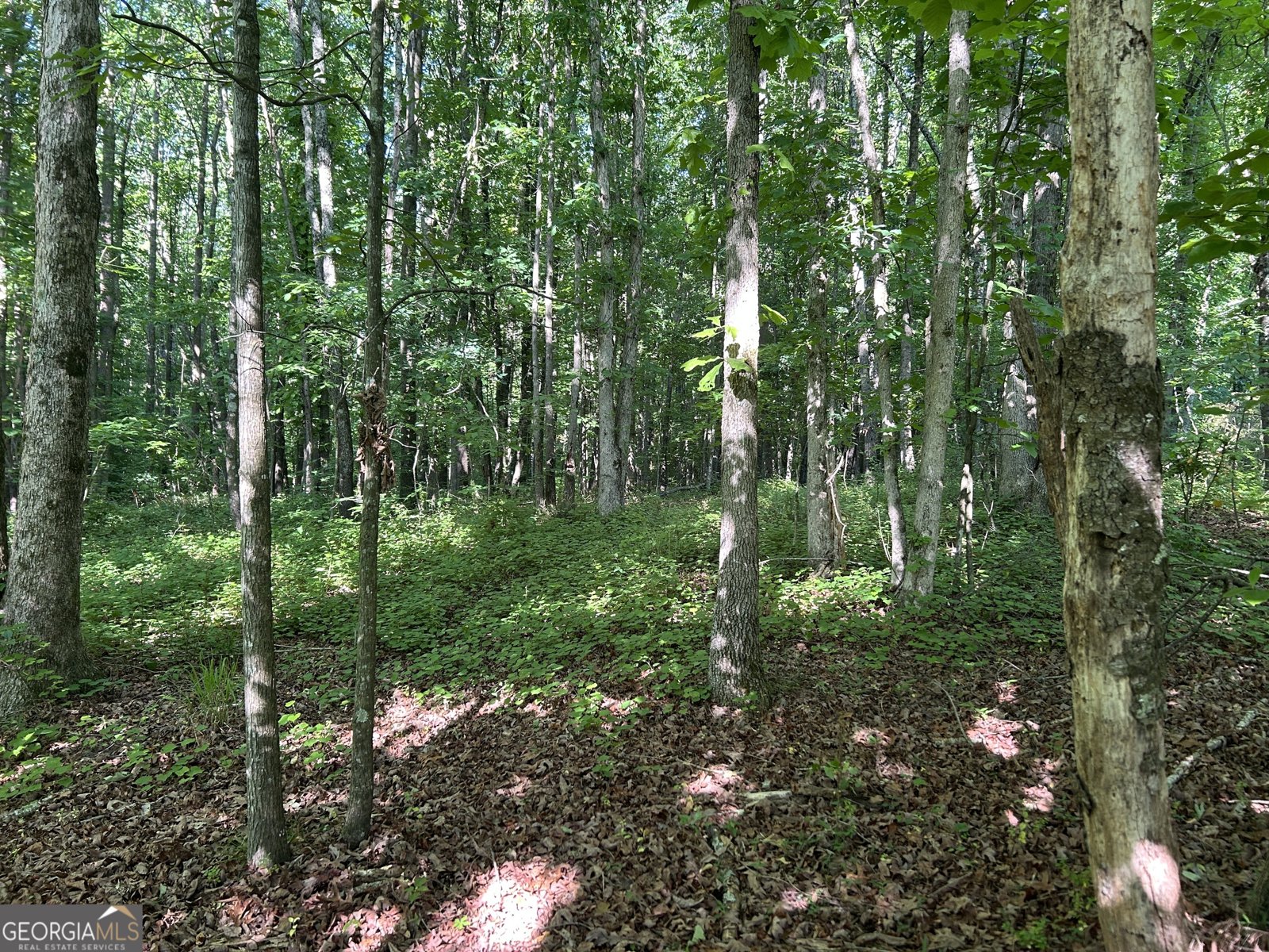 3498 Mud Creek Road Cornelia - Photo 19