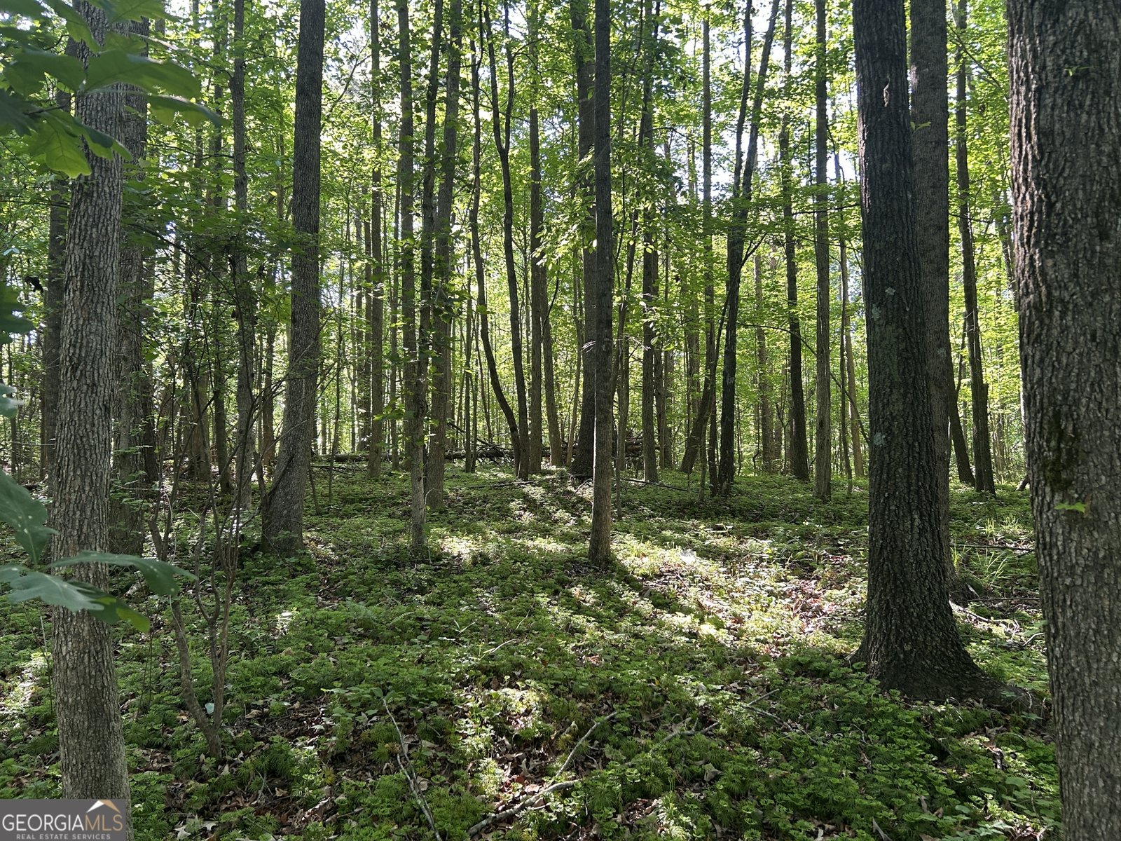 3498 Mud Creek Road Cornelia - Photo 22