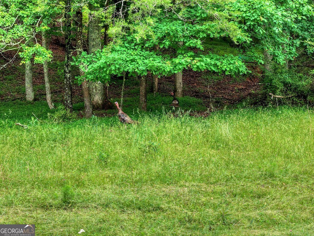 20.11 AC Mountain View Road Mccaysville - Photo 12