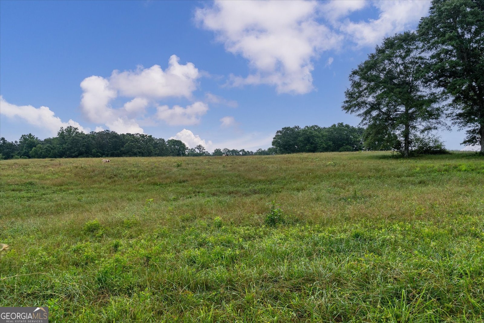 1461 County Road 499 Woodland - Photo 43