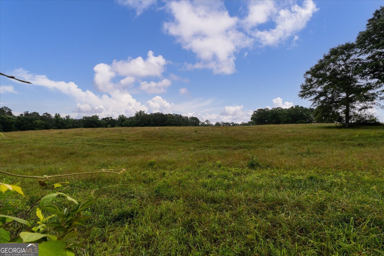 1461 County Road 499 Woodland - Photo 44